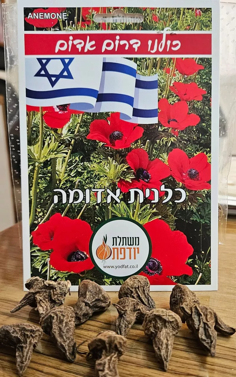 כלנית אדומה