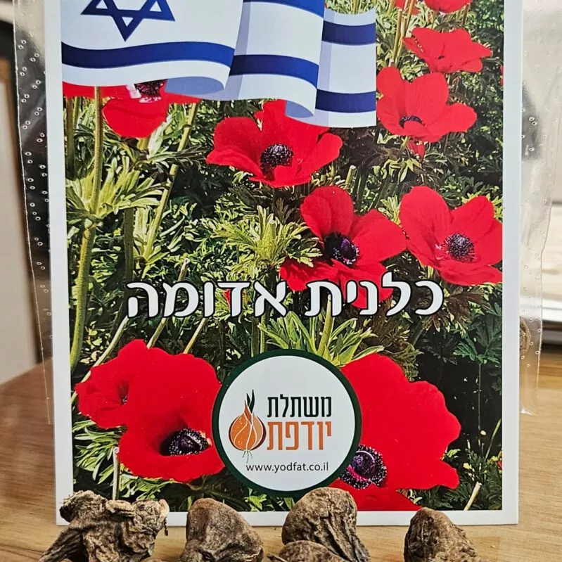 כלנית אדומה